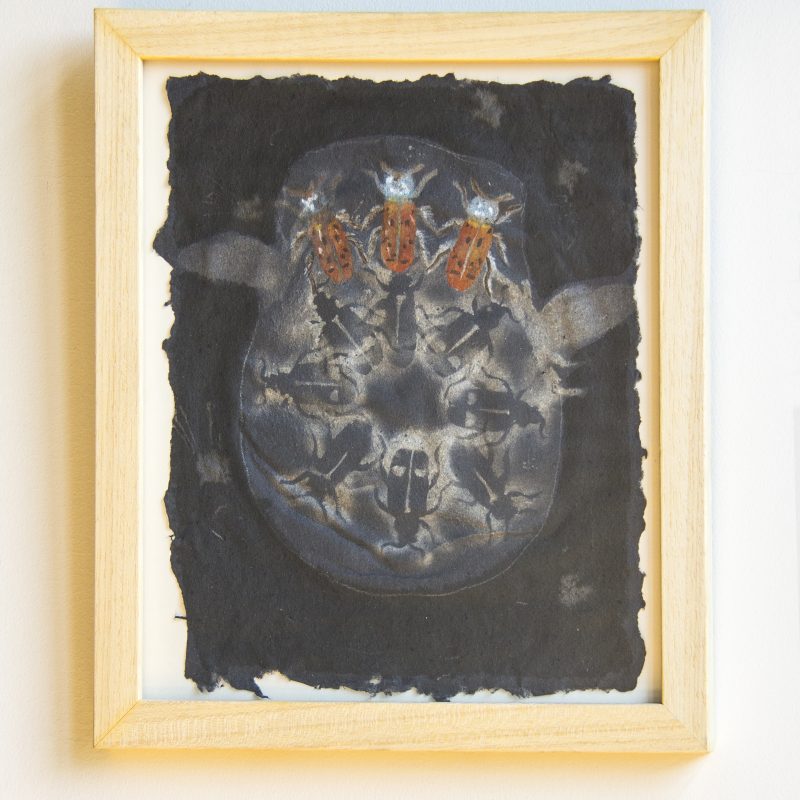 Insect Jug, Marco Royal