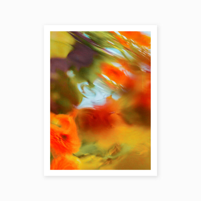 Liquid Bloom : Ranunculus