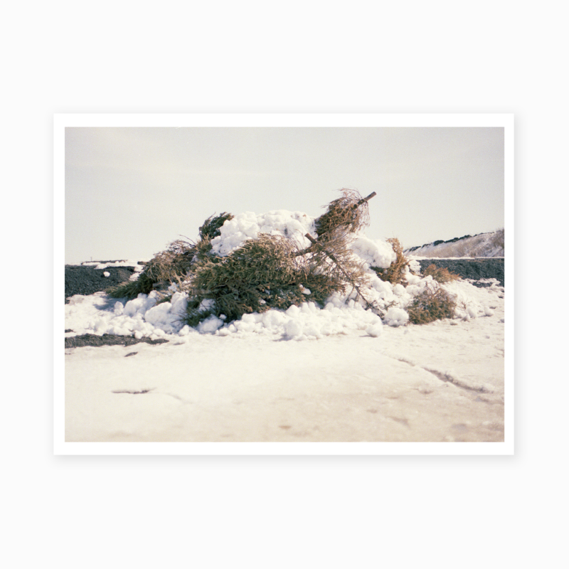 Arbres en résistance