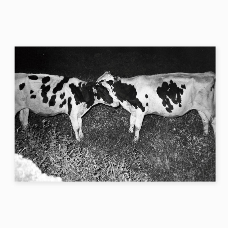 L'amour est dans le pré