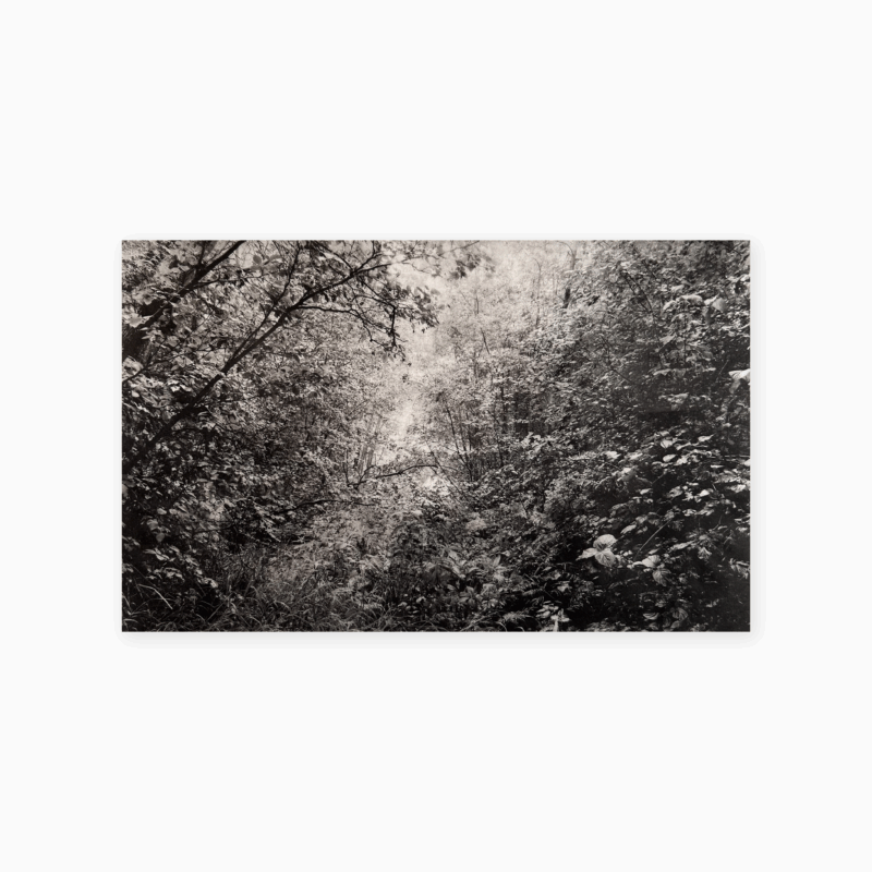 Chemin vers la rivière