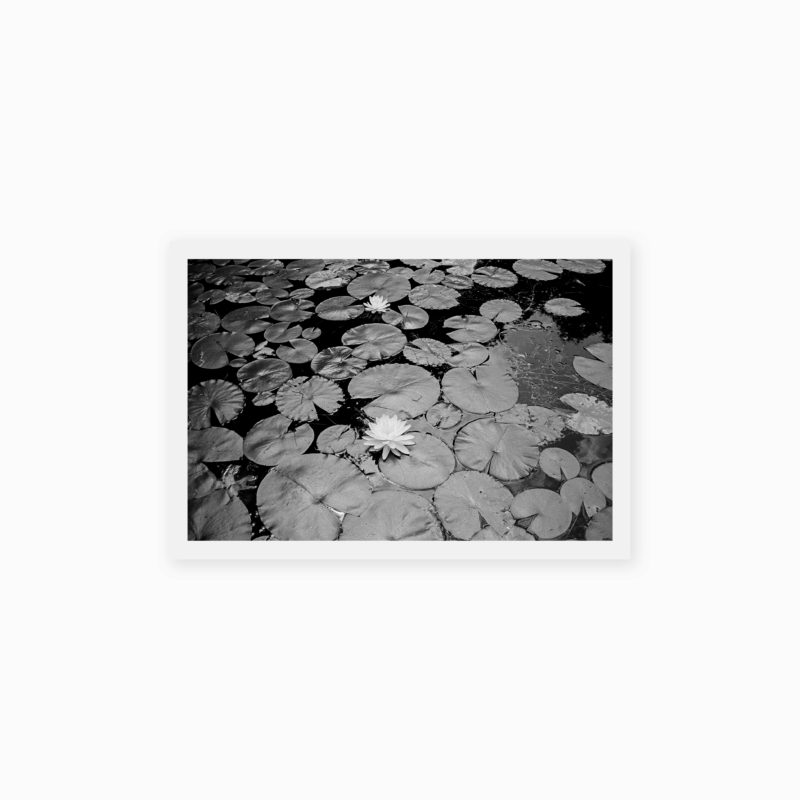 SANS TITRE (NÉNUPHARS)