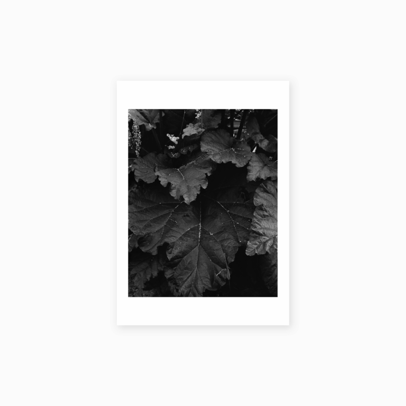 SANS TITRE (RHUBARBE)